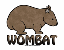 wombat